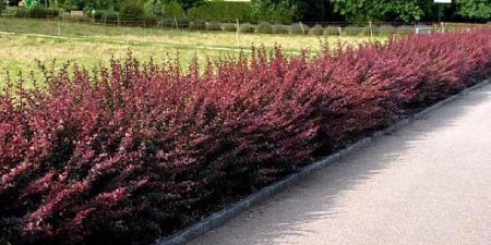 Колючая живая изгородь (колючий, живой, изгородь, Колючая изгородь, живая изгородь) колючий