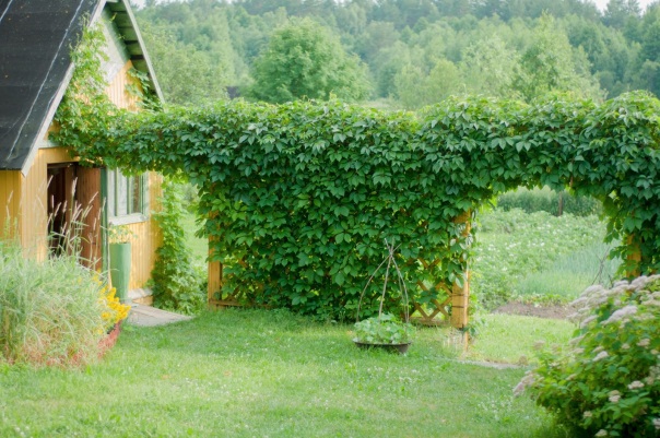 Посадка девичьего винограда для живой изгороди: фото в ландшафтном дизайне,отзывы