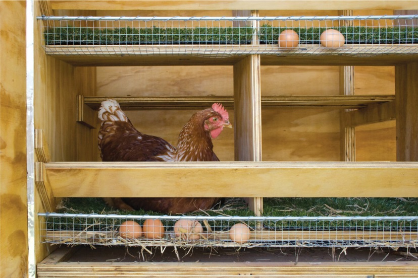 Деревянное гнездо для кур с яйцесборником. Импортный вариант. Фото. Видео