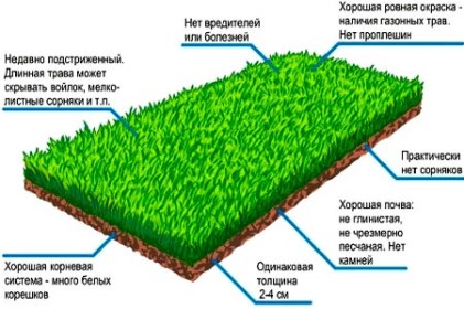 Ярусы луга схема