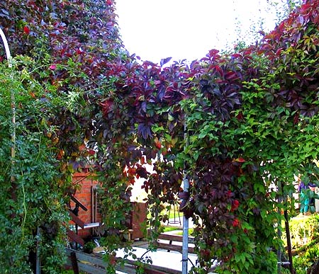 декоративный виноград